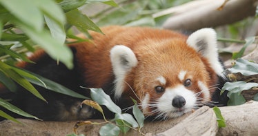 Cute red panda 