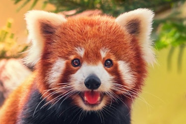 Red panda, close-up