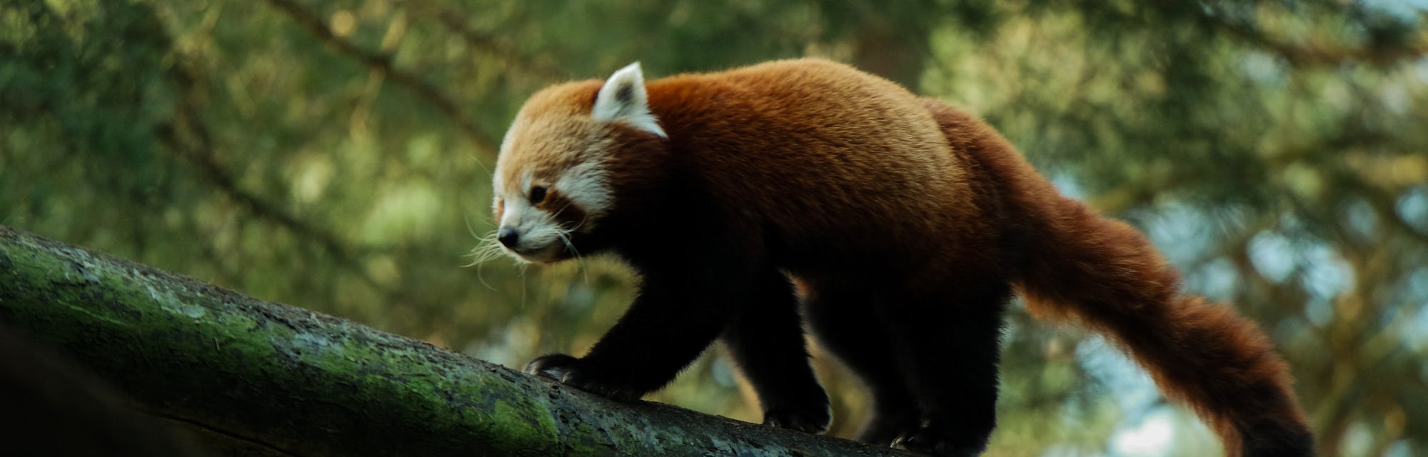 The Cutest Animal In The World Has A Rival The Cutest Animal In The World Has A Rival