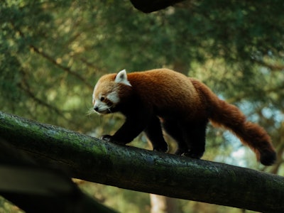 Red panda in the forest