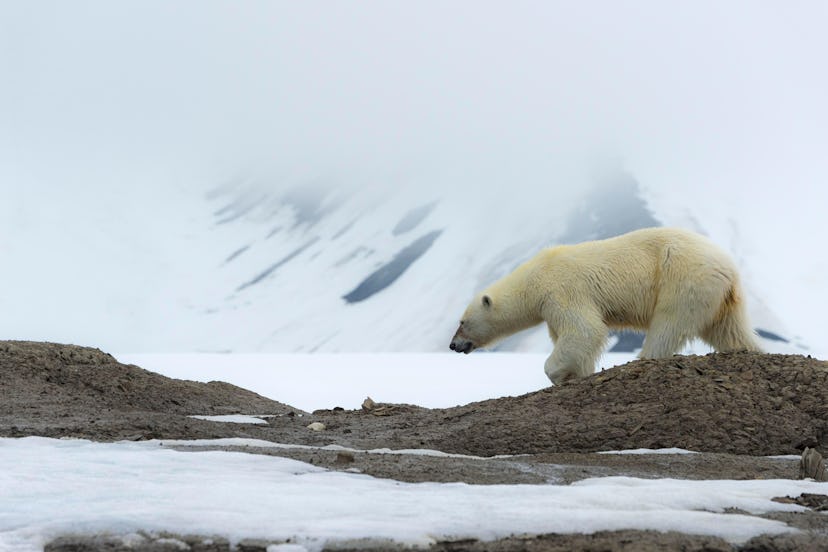 Female polar bear (Ursus maritimus) walking on the ridge of a glacier, Bjoernsundet, Hinlopen Strait...