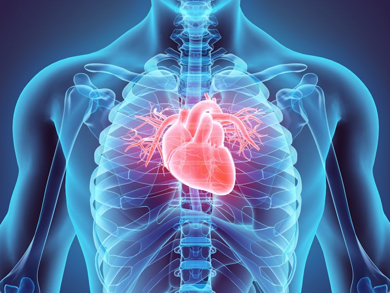 3D illustration of Heart - Part of Human Organic.