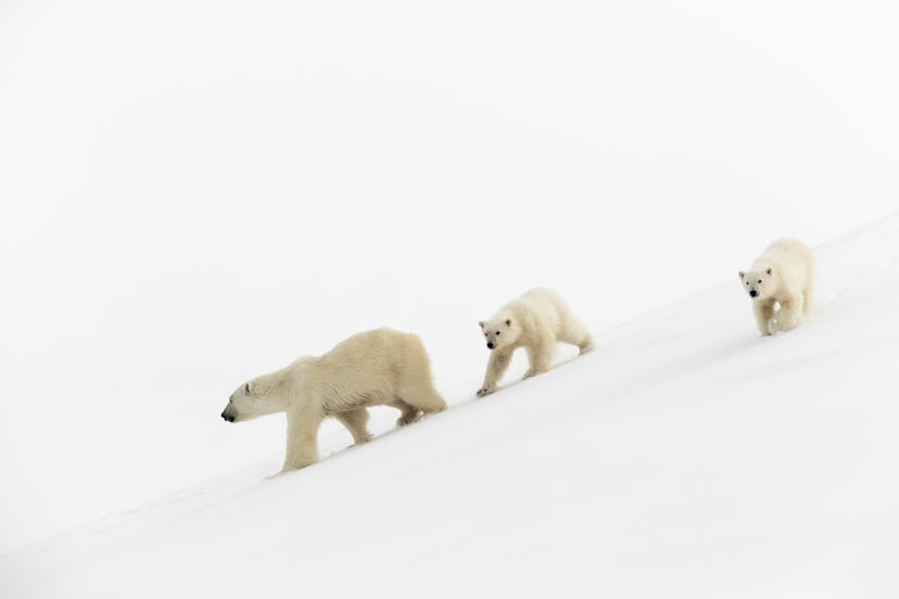 Polar bears (Ursus maritimus), mother animal and 15 months old cubs walking in snow, Unorganized Baf...