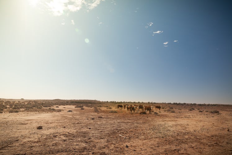 cattle in drought