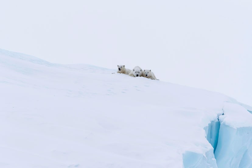 Polar bears (Ursus maritimus), mother animal and two young cubs, three month old, lying on an iceber...