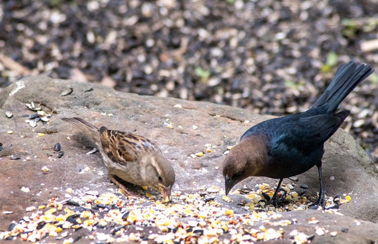a small finch and a brown headed cowbird, share bird seed and corn on a worn, flat rock