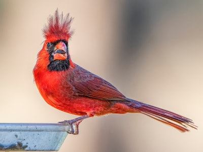 Northern Cardinal on Feeder During a Blustery Winter Day in Louisiana