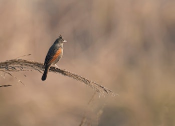 Crested bunting -Melophus lathami on perch at sunrise  