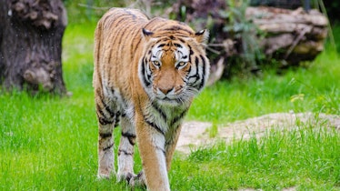 sunda tiger