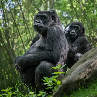 Western Lowland Gorilla Family of Pregnant Mother and Baby