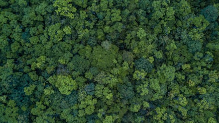 Aerial top view forest, Ecosystem and healthy environment concepts and background, Texture of forest...