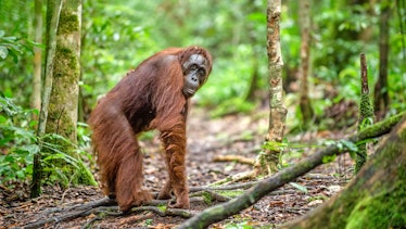 Bornean orangutan in the wild nature. Central Bornean orangutan ( Pongo pygmaeus wurmbii )  in natur...