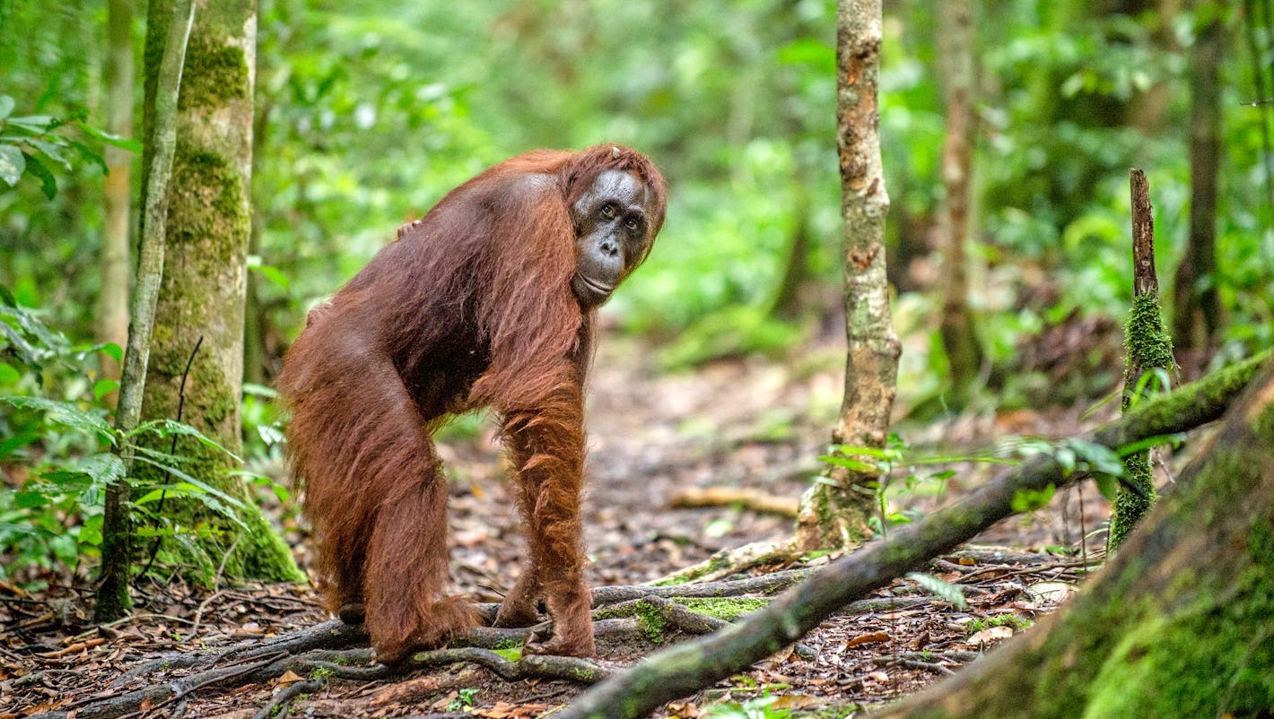 16 unique animals that could go extinct by 2030 -- and how to change that