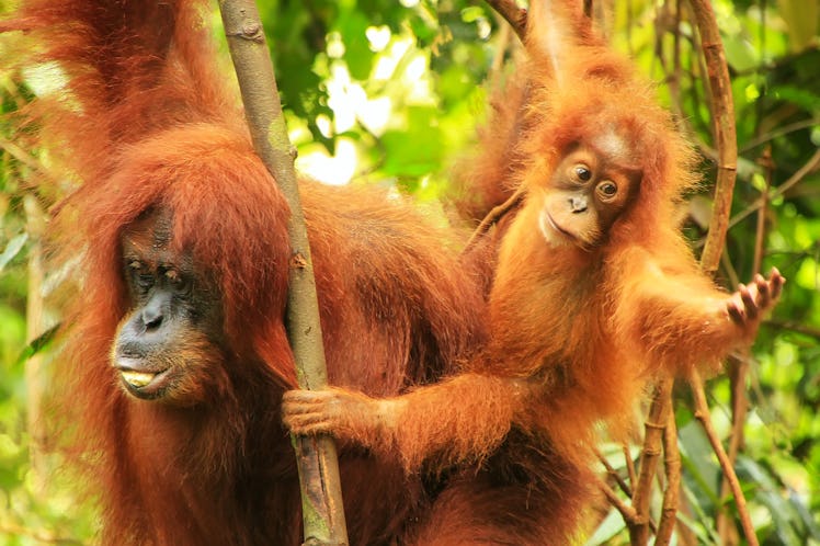 Female Sumatran orangutan with a baby sitting on a tree in Gunung Leuser National Park, Sumatra, Ind...