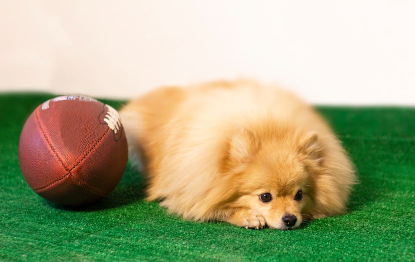 There are only winners in the puppy bowl.