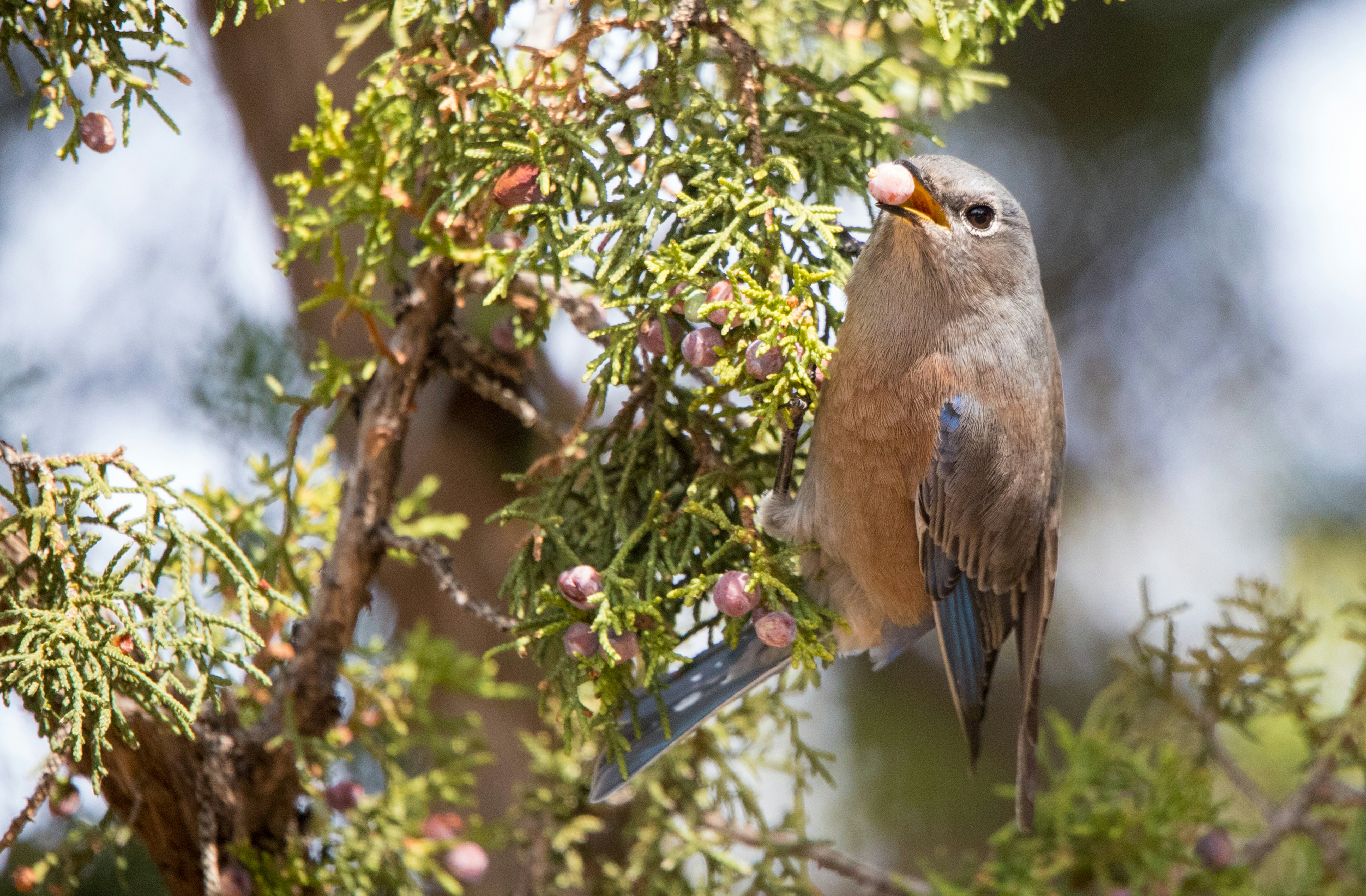 Which Type Of Bird Feeder Is Best 6 Types For 4 Seasons