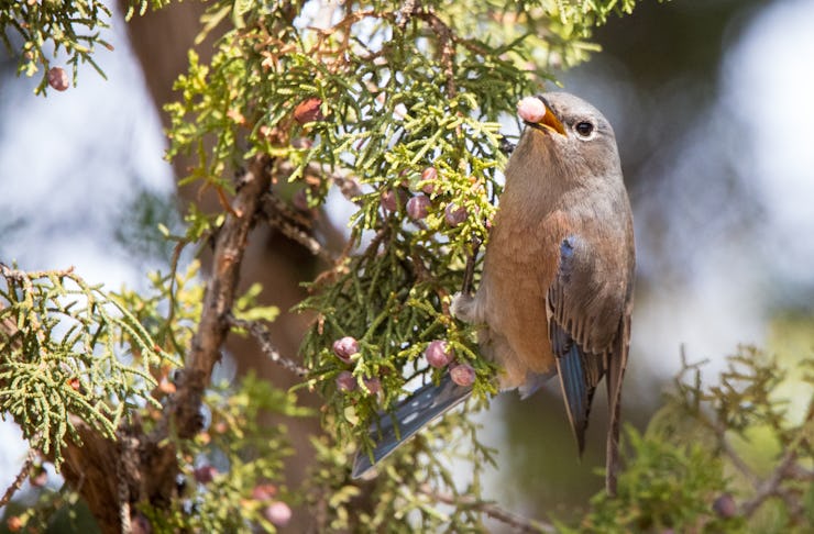 western bluebird in juniper tree