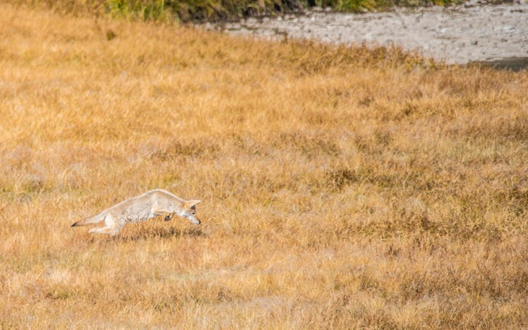Coyote on the hunt in the autumn light