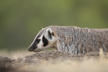 American Badger hunting prarie dogs at Theodore Roosevelt National Park