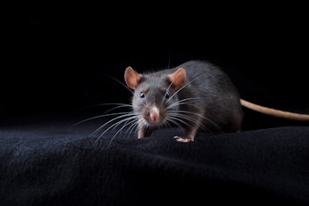 Black rat on black background. Chinese year of rat symbol. Domestic dumbo rat pet portrait in studio...