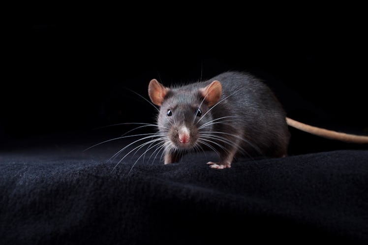 Black rat on black background. Chinese year of rat symbol. Domestic dumbo rat pet portrait in studio...