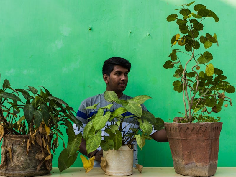 Adult man with ivy plant,house plant and Wood sorrels doing home gardening. Man taking care of plant...