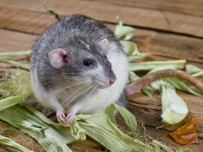 Decorative rat on an old wooden table in the leaves of maize.