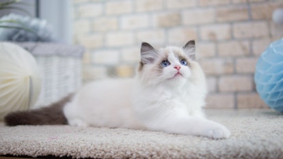 A fluffy white kitten with blue eyes sits on the floor, looking up. 