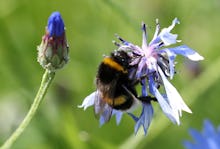 A bumblebee collects pollen from a flower in a park in Berlin, Germany, 23 July 2019. Germany is in ...