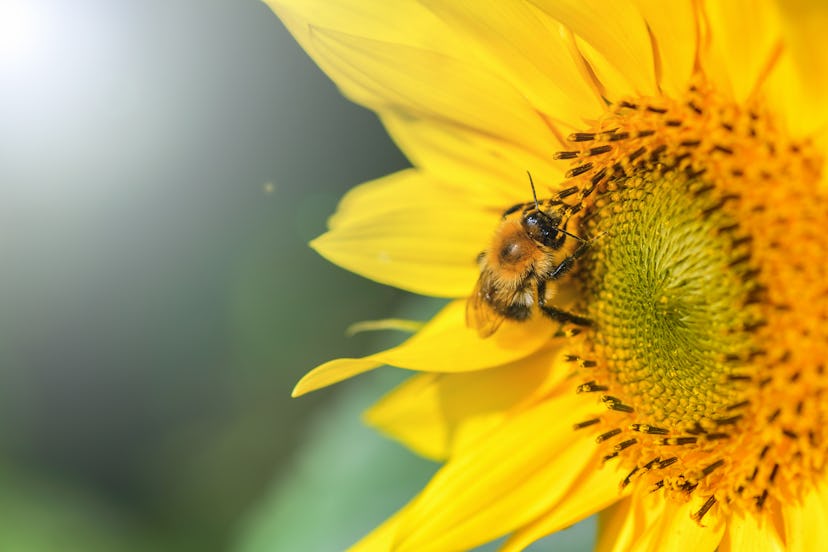 Bumblebee. One large bumblebee sits on a yellow sunflower flower on a Sunny bright day. Macro horizo...