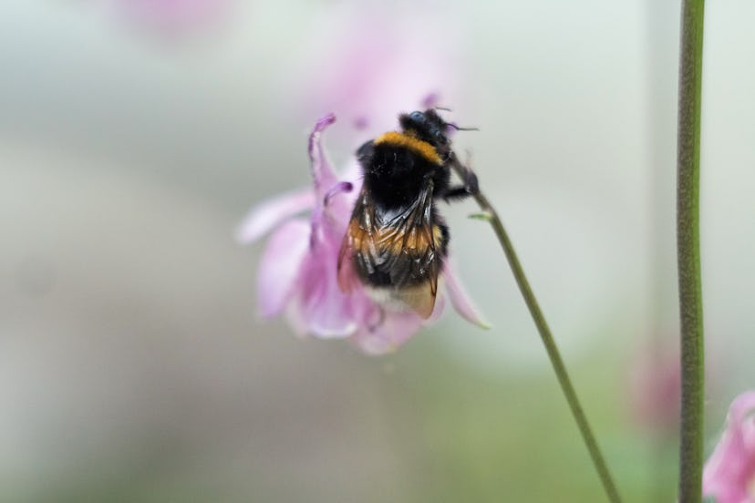 Bumblebee on flower. The bumblebee collects pollen. Works like a bee