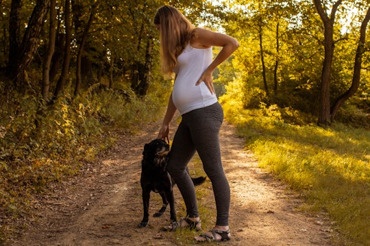 can i walk a pregnant dog