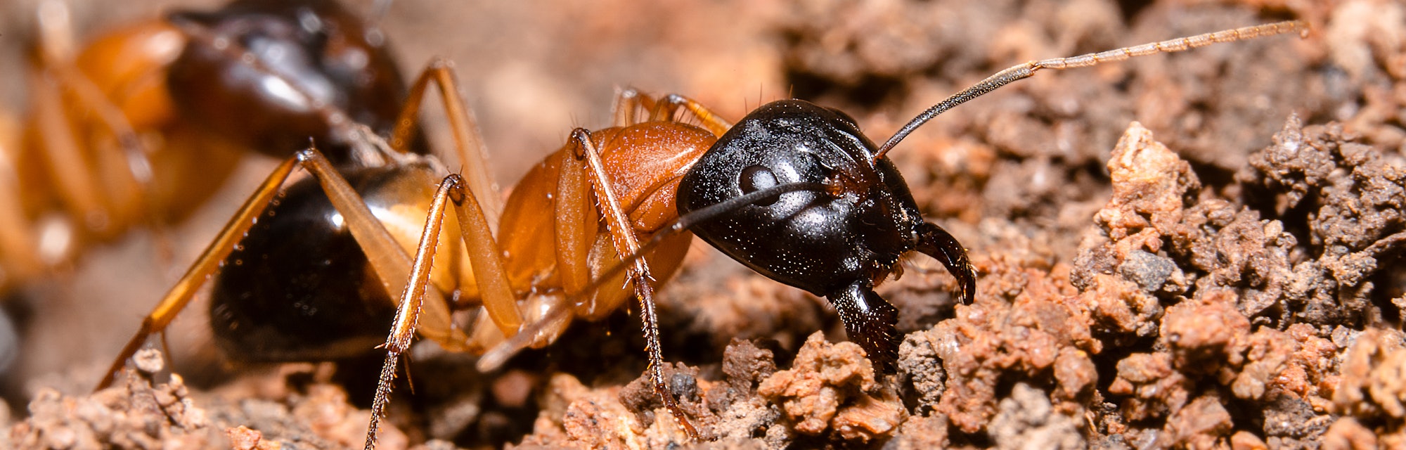 Pee Eating Ants May Be The Climate Heroes We Need Right Now