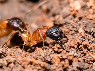 Black-headed sugar ants, 
brown sugar ants, Scientific name: Camponotus nigriceps