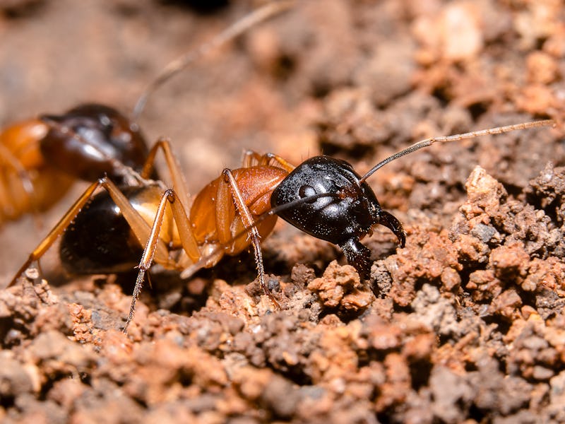 Black-headed sugar ants,
brown sugar ants, Scientific name: Camponotus nigriceps