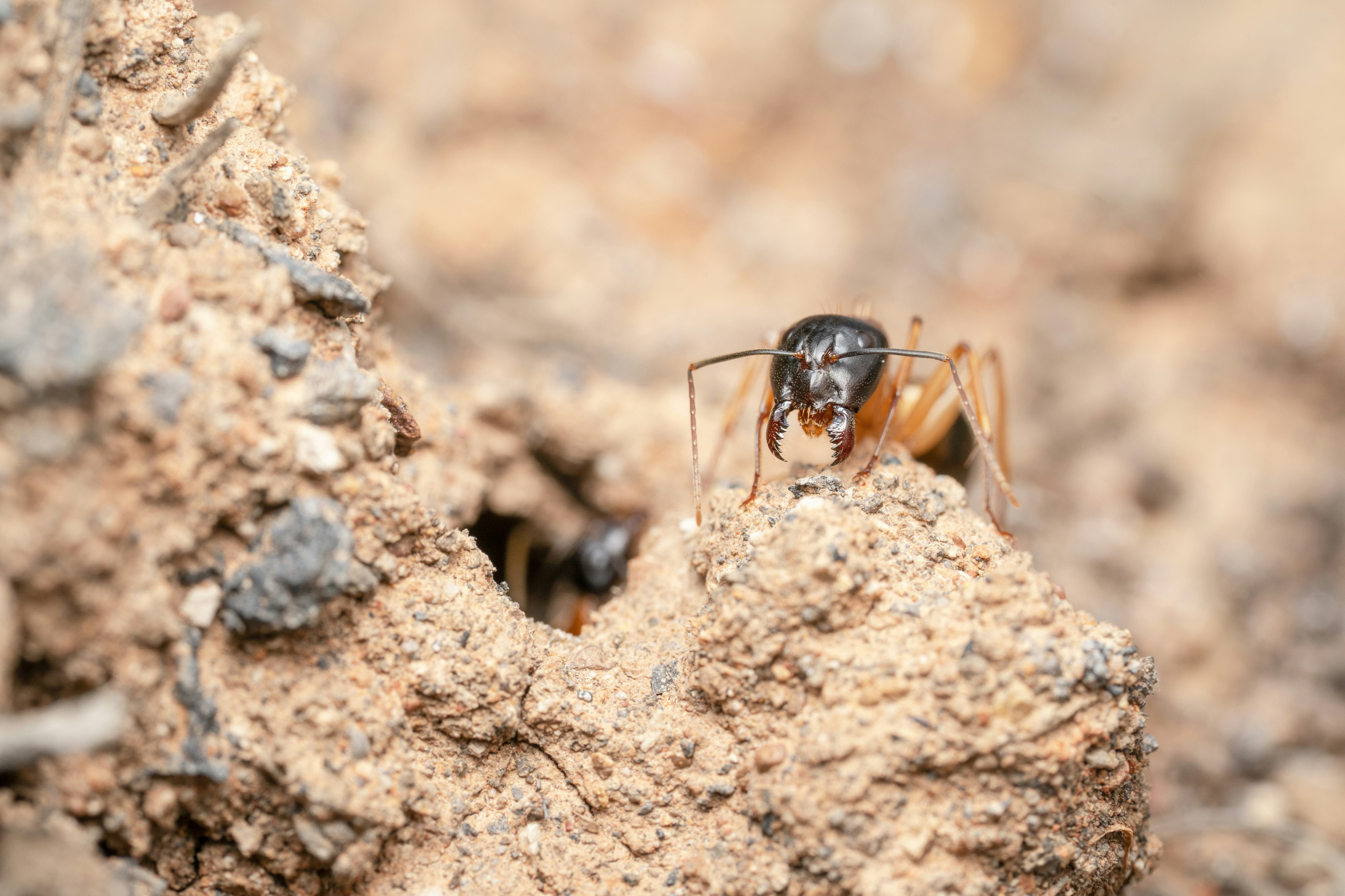 Peeeating ants may be the climate heroes we need right now