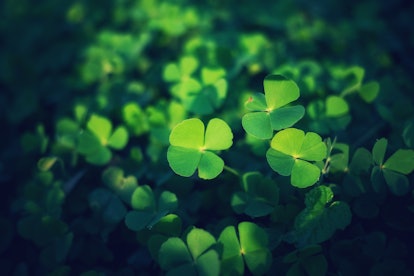 Green clover leaf for green background. with three-leaved shamrock . St. Patrick's day vacation and ...