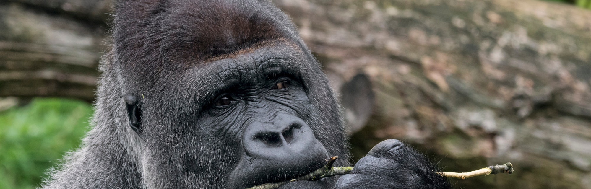 Western lowland gorilla close-up of male silverback chewing on twig
