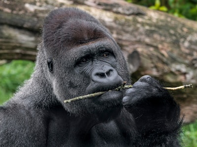 Western lowland gorilla close-up of male silverback chewing on twig