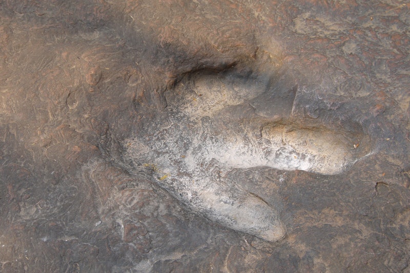 Real dinosaur footprint  at the forest park in Thailand , Real dinosaur footprint in the rock for ba...