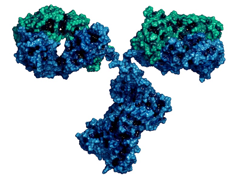 IgG2a monoclonal antibody (immunoglobulin), 3D rendering. Many biotech drugs are antibodies. Cartoon...