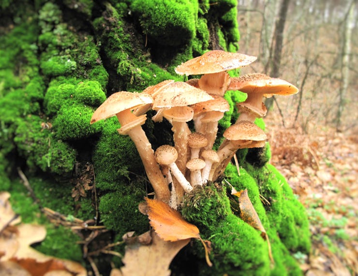 Mushrooms. Ukraine forest is rich in mushrooms. Mushrooms are of different types: mushrooms,mushroom...