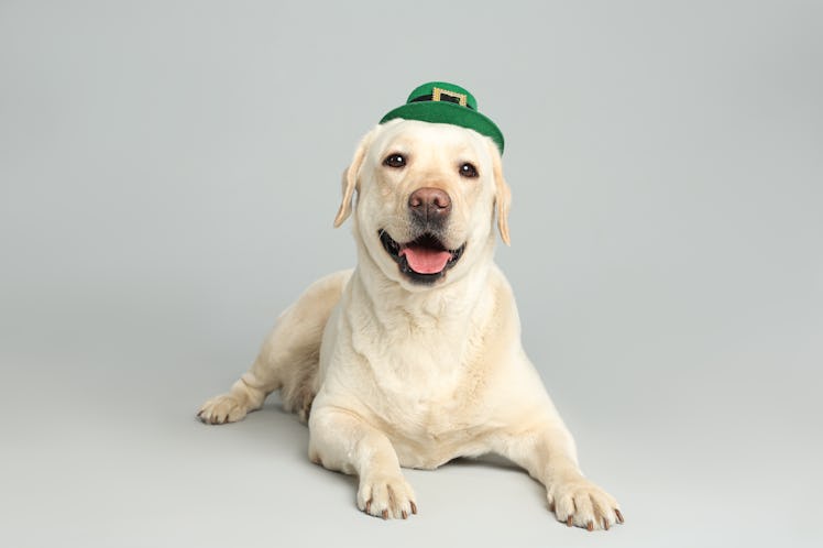 Labrador retriever with leprechaun hat on light grey background. St. Patrick's day