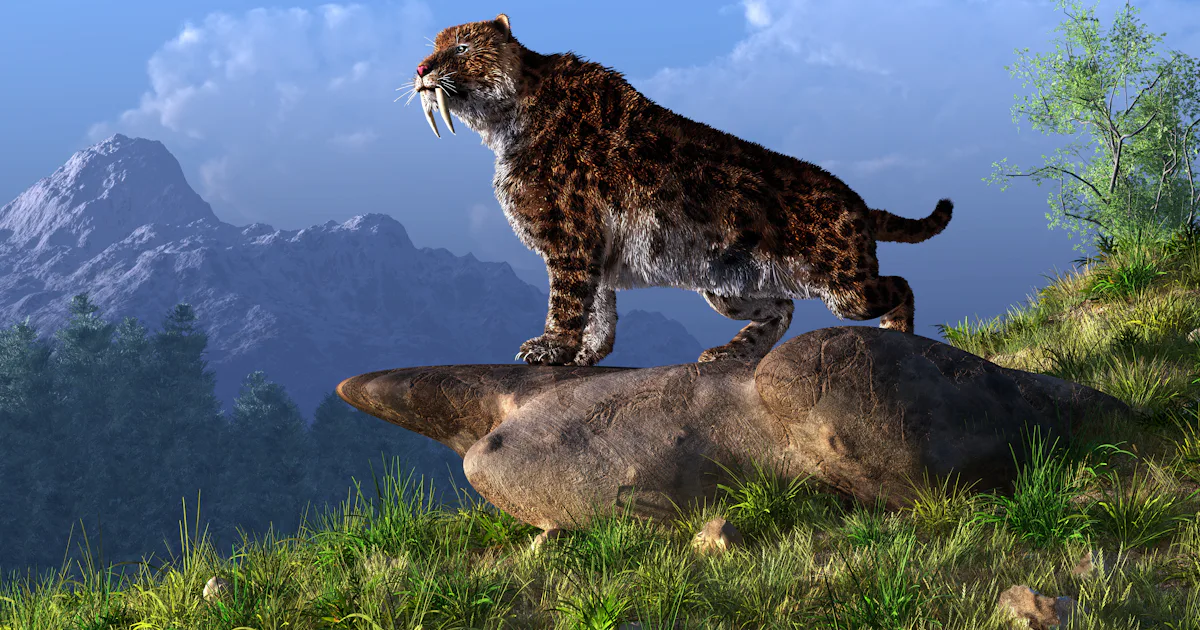 Saber Tooth Tiger Size saber-tooth-tiger-size