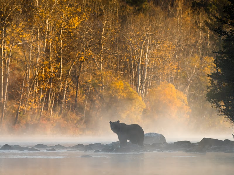 Grizzly Bear (Ursus arctos) - Golden Silhouette