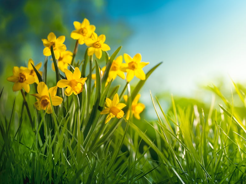 Daffodil flower blooming in the morning