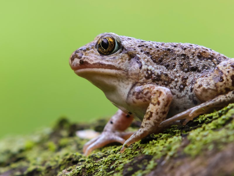 Single close up toad European common spadefoot (Pelobates fuscus) from Ukraine. Fascinating brown to...
