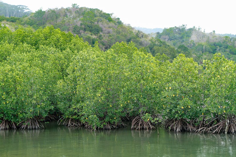 mangrove forest. submerged mangrove forest