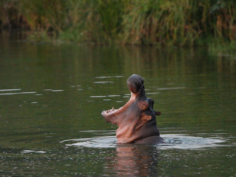 pack of hippopotamus in Colombia