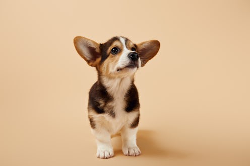fluffy welsh corgi puppy on beige background